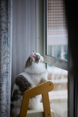 窓の隣の椅子に立っている白猫
