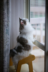 窓の隣の椅子に立っている白猫