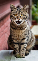 View of street cat looking in the camera in Istanbul, Turkey