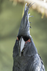 The palm cockatoo (Probosciger aterrimus)  native to New Guinea, Aru Islands, and Cape York Peninsula.