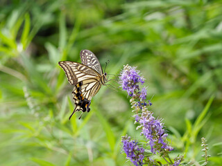アゲハチョウの吸蜜