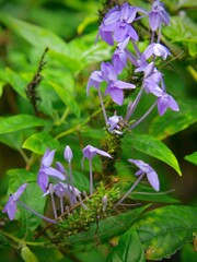 purple and yellow flowers macro