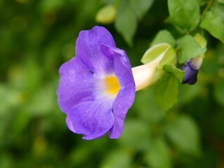 purple and yellow flowers macro
