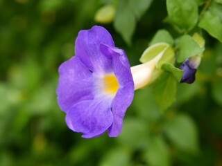 purple and yellow flowers macro