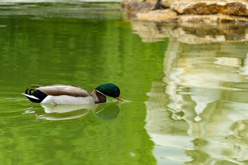Obraz premium Mallard duck swimming on green pond with water reflections