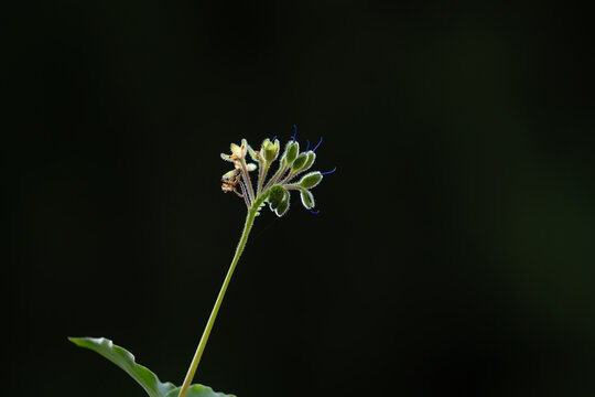 macro de inflorescencias de flor silvestre antes de florear, con fondo desenfocado