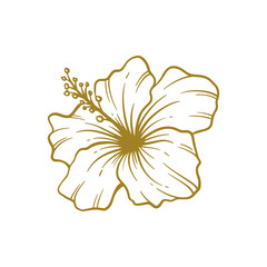 Hand drawn hibiscus flower. Hibiscus flower line art vector illustration
