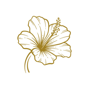 recommend clip art: Hand drawn hibiscus flower. Hibiscus flower line art vector illustration