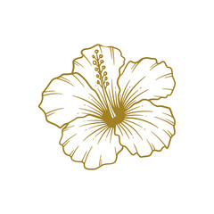 Hand drawn hibiscus flower. Hibiscus flower line art vector illustration © putra_purwanto