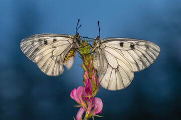 Macro shots, Beautiful nature scene. Closeup beautiful butterfly sitting on the flower in a summer garden.