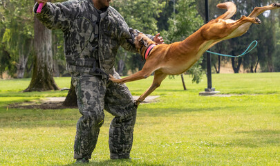 A Belgian Shepard working on bite training