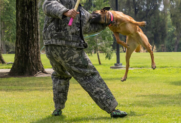 A Belgian Shepard working on bite training