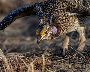 Sharptailed Grouse in the Nebraska Sandhills