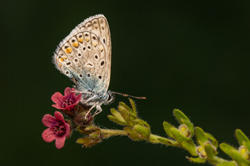 Obraz na płótnie Canvas Macro shots, Beautiful nature scene. Closeup beautiful butterfly sitting on the flower in a summer garden.