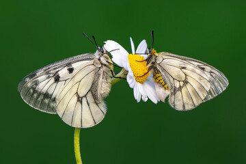 Macro shots, Beautiful nature scene. Closeup beautiful butterfly sitting on the flower in a summer garden.