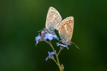 Fotobehang Macro shots, Beautiful nature scene. Closeup beautiful butterfly sitting on the flower in a summer garden. © blackdiamond67