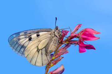 Macro shots, Beautiful nature scene. Closeup beautiful butterfly sitting on the flower in a summer garden.