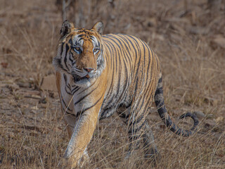 royal bengal tiger in the jungle of Panna tiger reserve