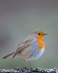 robin perching on fence