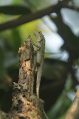 lizard on a tree