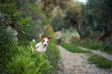 Happy dog in in wildflowers. Summer mood. Funny and Cheerful jack russell terrier in flowers