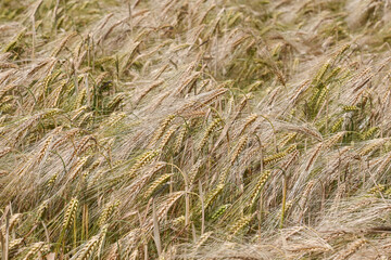 Agriculture céréales escourgeons 