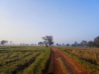 landscape with a field