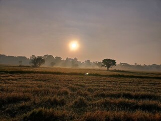 sunset over the field