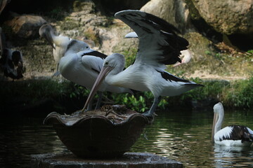 pelicans in flight