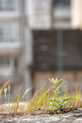 close-up of a small growing plant with out-of-focus buildings in the background