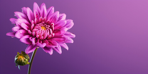 Beauty Arctostaphylos urva ursi flower, garden decoration, copy space blurred background, Generative AI
