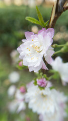 Close up of a white cherry blossom in a spring garden, with a little purple on the edges of the petals.