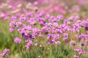 close-up of purple flowers in the field