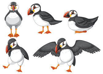 Puffin birds in cartoon style