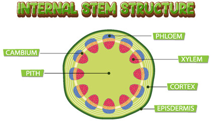 Internal structure of stem diagram © GraphicsRF