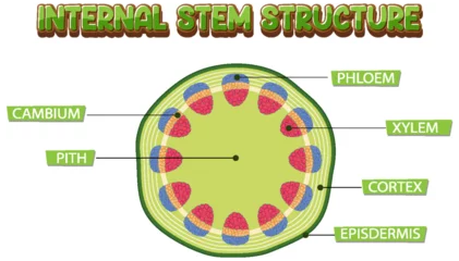 Washable wall murals Kids Internal structure of stem diagram