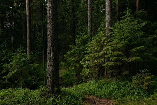 Landscape. Fragment of the summer northern forest
