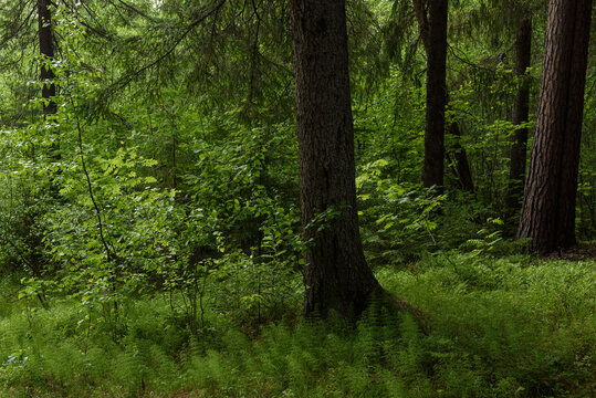 Landscape. Fragment of the summer northern forest