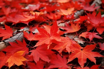 Naklejka na ściany i meble Red Autumn Maple Leaves Laying on the Ground - Vibrant Fall Foliage and Natural Beauty, Generative AI