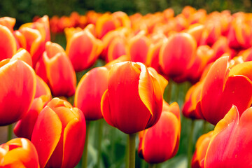Flower bulbs in the largest spring park in Europe, the Keukenhof in the Netherlands