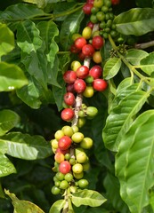 coffee fruit in the garden