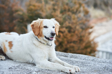 Beautiful white-red dog mix of breeds in nature. Homeless pet. Dog outdoors