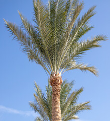 Palm tree against the blue sky.