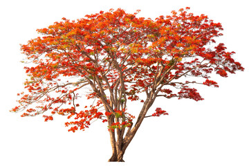Flamboyant Royal poinciana growth tree solitude standing isolated on white background. Season...