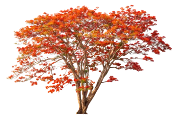 Rolgordijnen Flamboyant Royal poinciana growth tree solitude standing isolated on white background. Season changes deciduous outdoor plants. © Freedom Life