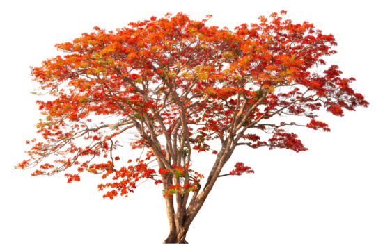Flamboyant Royal poinciana growth tree solitude standing isolated on white background. Season changes deciduous outdoor plants.