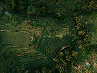 Tegallalang rice terrace field on Bali, Indonesia in a sunny day