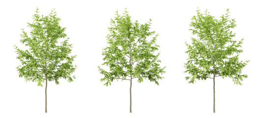 Obraz premium Green gleditsia triacanthos trees on transparent background, png tree, 3d render illustration.