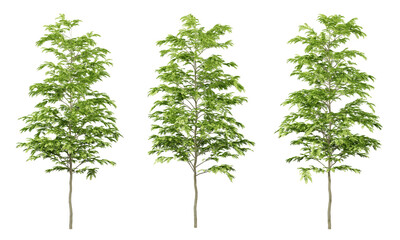 Obraz premium Green gleditsia triacanthos trees on transparent background, png tree, 3d render illustration.