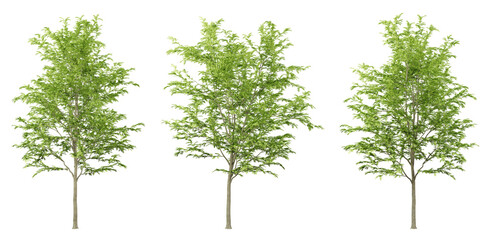 Green gleditsia triacanthos trees on transparent background, png tree, 3d render illustration.